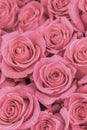 Background of pink and peach roses. Fresh pink roses. A huge bouquet of flowers. The best gift for women. vertical photo Royalty Free Stock Photo