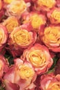 Background of pink and peach roses. Fresh pink roses. A huge bouquet of flowers. The best gift for women. vertical photo Royalty Free Stock Photo