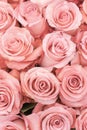 Background of pink and peach roses. Fresh pink roses. A huge bouquet of flowers. The best gift for women. vertical photo