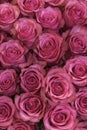 Background of pink and peach roses. Fresh pink roses. A huge bouquet of flowers. The best gift for women. vertical photo