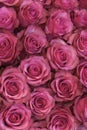 Background of pink and peach roses. Fresh pink roses. A huge bouquet of flowers. The best gift for women. vertical photo Royalty Free Stock Photo