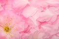 background of pink petals of decorative almonds close-up Royalty Free Stock Photo