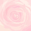 Background pink rose close-up Royalty Free Stock Photo