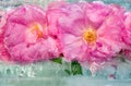 Background of pink rose flower with green leaves frozen in ic Royalty Free Stock Photo