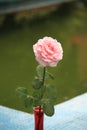 Background with pink rose in a red vase against green background. Floral still life. Selective focus. Place for text. Royalty Free Stock Photo