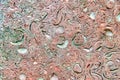 Background pink shell rock tiles. Porous texture closeup. Copy space.