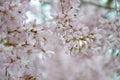 Background of pink sring flowers Royalty Free Stock Photo