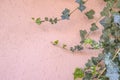 Background of pink stucco wall with ivy growing up one side - selective focus Royalty Free Stock Photo