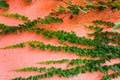 Pink wall with green ivy Royalty Free Stock Photo