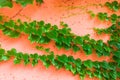 Pink wall with green ivy Royalty Free Stock Photo