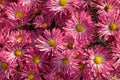 Background of pink and white chrysanthemum flowers. Royalty Free Stock Photo