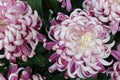 Background of pink and white shades on a spider mum Royalty Free Stock Photo