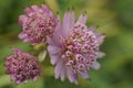 Background with great masterwort flowers, Astrantia major