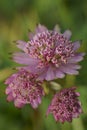 Background with great masterwort flowers, Astrantia major