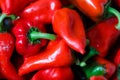 Background of piquillo peppers, in Lodosa, spain Royalty Free Stock Photo