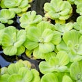 Background of Pistia stratify Linn.-water plant Royalty Free Stock Photo