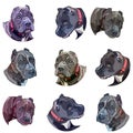 Background with pitbulls. Stickers Royalty Free Stock Photo