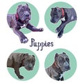 Background with pitbulls. Stickers of puppies Royalty Free Stock Photo