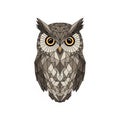 Background is plain white emphasizing the owl s intricate design Royalty Free Stock Photo