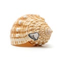 Background is plain white emphasizing the shell s intricate design Royalty Free Stock Photo