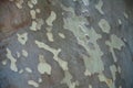 Background of plane tree bark Royalty Free Stock Photo