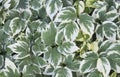 Background of the plant with beautiful mottled green-and-white leaves