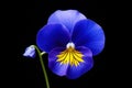 Background plant flower petal macro blooming pansy violet nature closeup blossom purple beauty