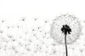 Plant freedom macro dandelion blowball Royalty Free Stock Photo