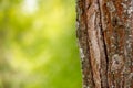 Background plant sunlight trunk old wood cracked weather-beaten mossy and moldy base flora web design copy space Royalty Free Stock Photo