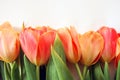 Background with plants. Flat lay with Flowers on white background.