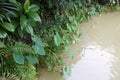 Background of pond and Green leaf background, tropical leave foliage are shaped like tiny spikes, leaves in tropical forest