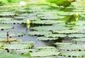 Background of pool with waterlilly Royalty Free Stock Photo