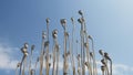 background poppy seed heads dry sticks with blue sky white cloud
