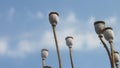 background poppy seed heads dry sticks with blue sky white cloud Royalty Free Stock Photo