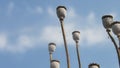 background poppy seed heads dry sticks with blue sky white cloud Royalty Free Stock Photo