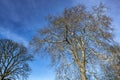 Background poster - A great tree at Jesus College Cambridge, England Royalty Free Stock Photo