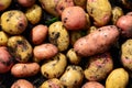 Background of potatoes of different varieties Royalty Free Stock Photo