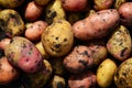 Background of potatoes of different varieties Royalty Free Stock Photo