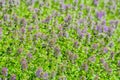 Background Pretty Field of Purple Flowers