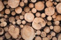 Background of pulpwood texture. Close-up.Stump. Wood circle. Royalty Free Stock Photo