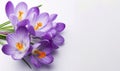 Background with purple crocuses, spring nature flowers, template for horizontal banner