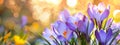 Background with purple crocuses, spring nature flowers, template for horizontal banner