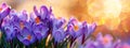 Background with purple crocuses, spring nature flowers, template for horizontal banner