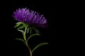 Background with purple flower - Asters Callistephus chinensis Royalty Free Stock Photo