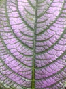 Background purple leaf garden nature2 Royalty Free Stock Photo