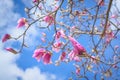 Background with purple magnolia bud and blue sky Royalty Free Stock Photo