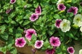 background of purple petunia flowers in the garden in Spring time Royalty Free Stock Photo