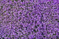 Background of purple rockcress flowers in spring Royalty Free Stock Photo