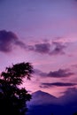 Green bamboo tree against sunset evening purple sky Royalty Free Stock Photo