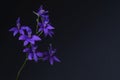 Background with wildflower, Forking larkspur, Consolida regalis
